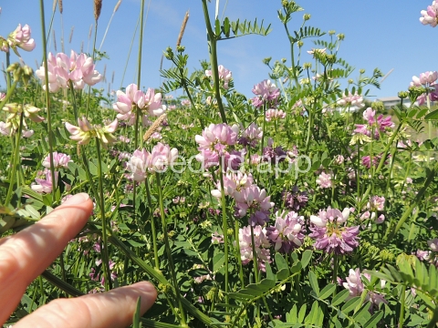 crownvetch, trailing